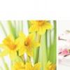 Firmowe Kartki Wielkanocne SW 31